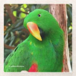 Eclectus Parrot Glazen Onderzetter