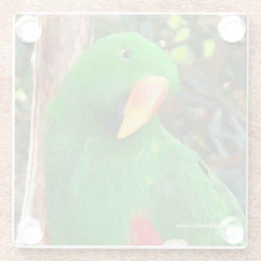 Eclectus Parrot Glazen Onderzetter (Achterkant)