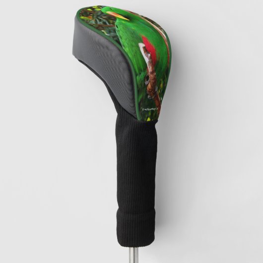 Eclectus Parrot Golfheadcover (Schuin)