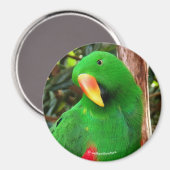 Eclectus Parrot Magneet (Voorkant / Achterkant)