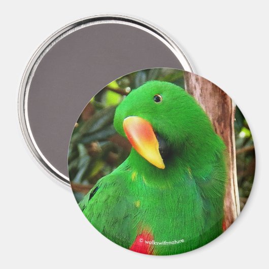 Eclectus Parrot Magneet (Voorkant / Achterkant)