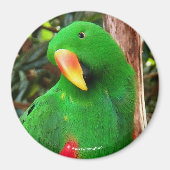 Eclectus Parrot Magneet (Voorkant)