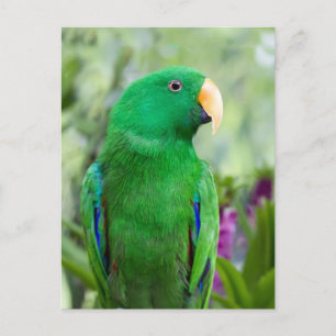 Eclectus Parrot Male Briefkaart