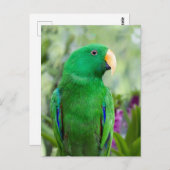 Eclectus Parrot Male Briefkaart (Voorkant / Achterkant)