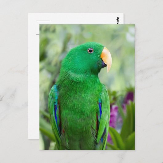 Eclectus Parrot Male Briefkaart (Voorkant / Achterkant)