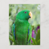 Eclectus Parrot Male Briefkaart (Voorkant)