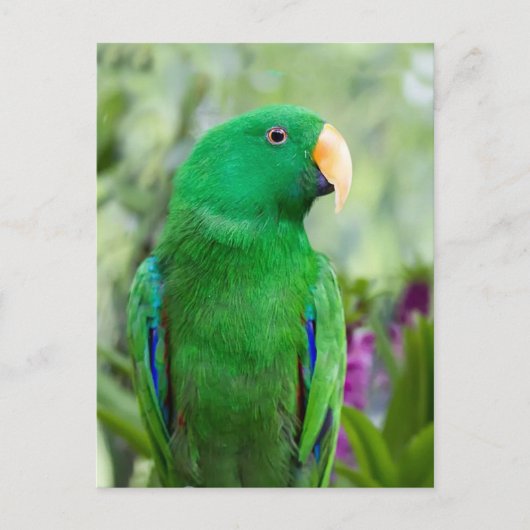Eclectus Parrot Male Briefkaart (Voorkant)
