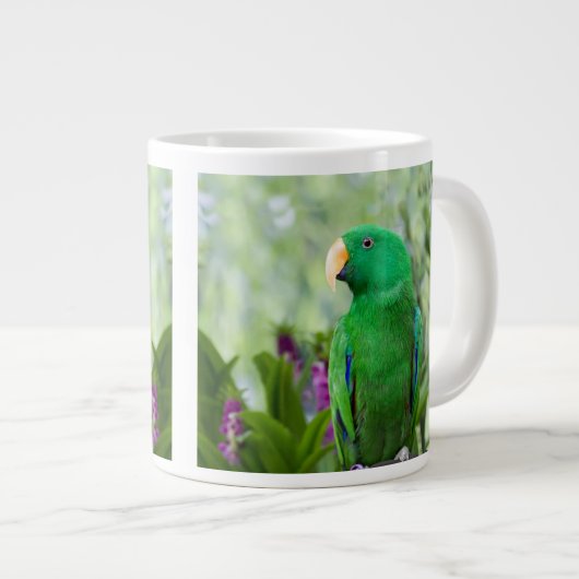 Eclectus Parrot Male Grote Koffiekop (Voorkant rechts)