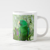 Eclectus Parrot Male Grote Koffiekop (Rechts)