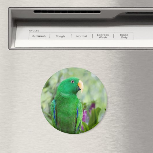 Eclectus Parrot Male Magneet (Insitu (Vaatwasser))