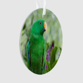 Eclectus Parrot Male Ornament (voorkant)