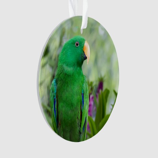 Eclectus Parrot Male Ornament (voorkant)
