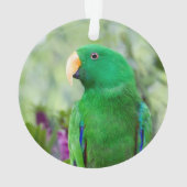 Eclectus Parrot Male Ornament (achterkant)