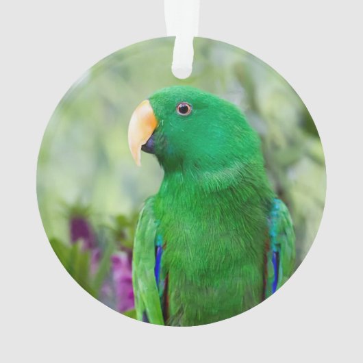 Eclectus Parrot Male Ornament (achterkant)