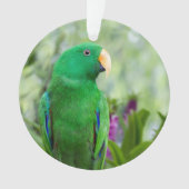 Eclectus Parrot Male Ornament (voorkant)