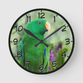 Eclectus Parrot Male Ronde Klok (Voorkant)