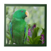 Eclectus Parrot Male Tegeltje (Voorkant)