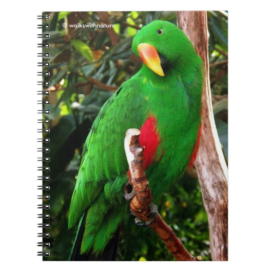 Eclectus Parrot Notitieboek (Voorkant)