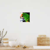 Eclectus Parrot Square Poster (Keuken)