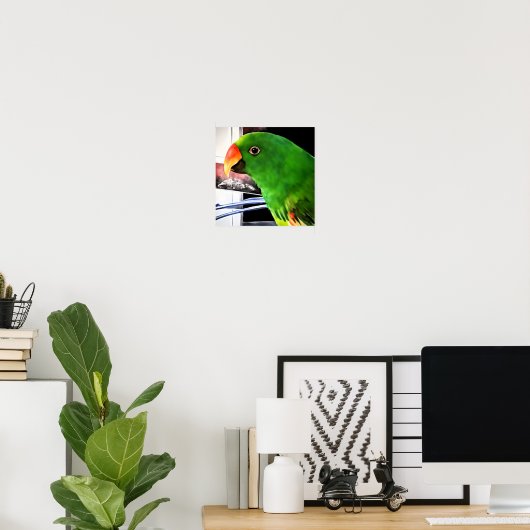 Eclectus Parrot Square Poster (Thuiskantoor)