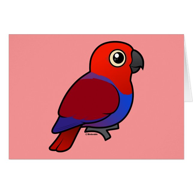 Eclectus Parrot vrouw (Voorkant Horizontaal)