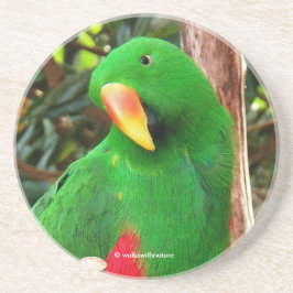 Eclectus Parrot Zandsteen Onderzetter