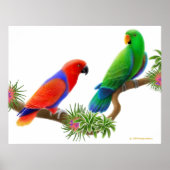 Eclectus Parrots & Bromeliads afdrukken Poster (Voorkant)