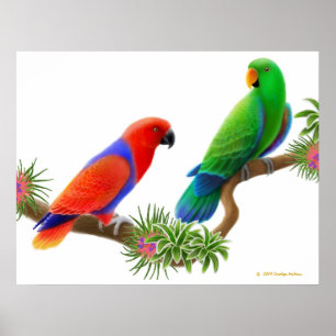 Eclectus Parrots & Bromeliads afdrukken Poster