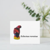 Eclectus roratus briefkaart (Staand voorkant)