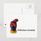 Eclectus roratus briefkaart (Voorkant / Achterkant)