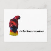 Eclectus roratus briefkaart (Voorkant)