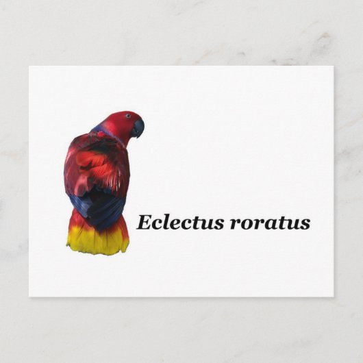 Eclectus roratus briefkaart (Voorkant)