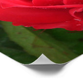 Eclipse King Terrazza Roos Poster (Hoek)