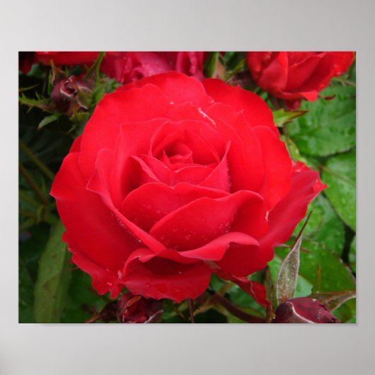 Eclipse King Terrazza Roos Poster (Voorkant)