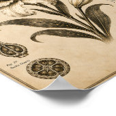 Eclipse Lily Victoriaans Botanisch Museum Print (Hoek)