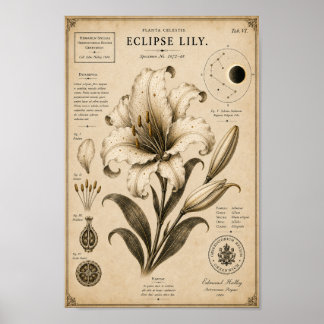 Eclipse Lily Victoriaans Botanisch Museum Print