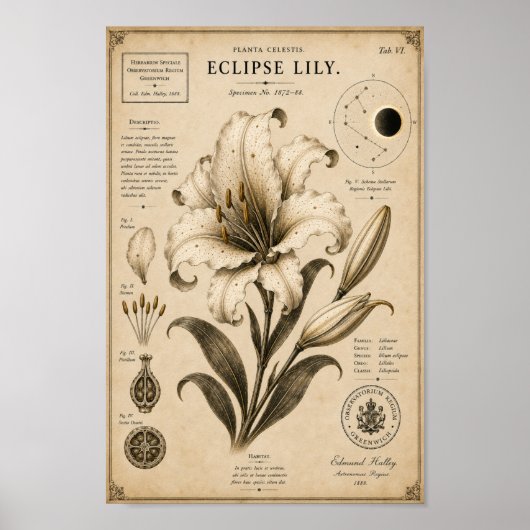 Eclipse Lily Victoriaans Botanisch Museum Print (Voorkant)