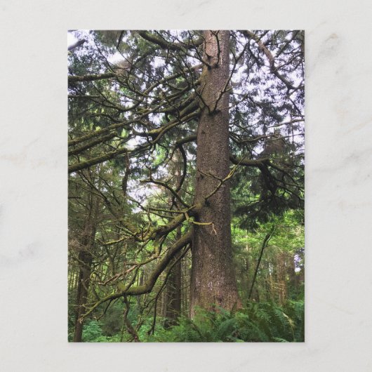 Ecola State Park, Cannon Beach, Oregon Briefkaart (Voorkant)