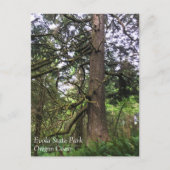 Ecola State Park, Cannon Beach, Oregon Briefkaart (Voorkant)