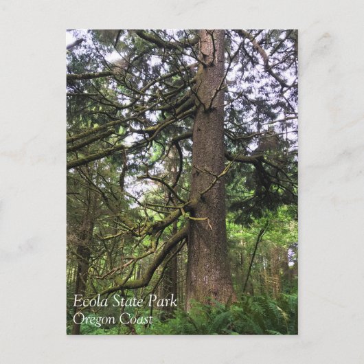 Ecola State Park, Cannon Beach, Oregon Briefkaart (Voorkant)