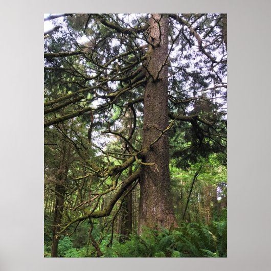 Ecola State Park, Cannon Beach, Oregon Poster (Voorkant)
