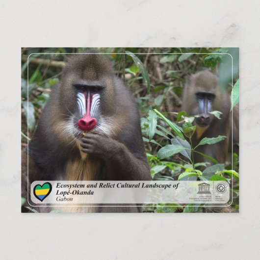 Ecosysteem en cultuurlandschap van Lopé-Okanda Briefkaart (Voorkant)