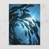 Ecuador, Galapagos archipel, Wolf Island Briefkaart (Voorkant)