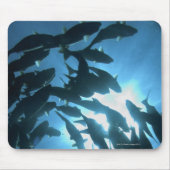 Ecuador, Galapagos archipel, Wolf Island Muismat (Voorkant)