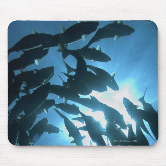 Ecuador, Galapagos archipel, Wolf Island Muismat (Voorkant)