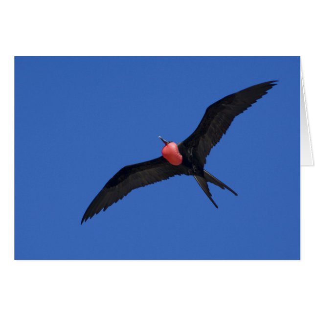 Ecuador, Galapagos. Genovesa-eiland ook bekend als (Voorkant Horizontaal)