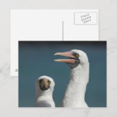 Ecuador, Galapagos. Genovesa-eiland ook bekend als Briefkaart (Voorkant / Achterkant)