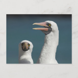 Ecuador, Galapagos. Genovesa-eiland ook bekend als Briefkaart