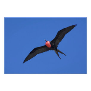 Ecuador, Galapagos. Genovesa-eiland ook bekend als Foto Afdruk