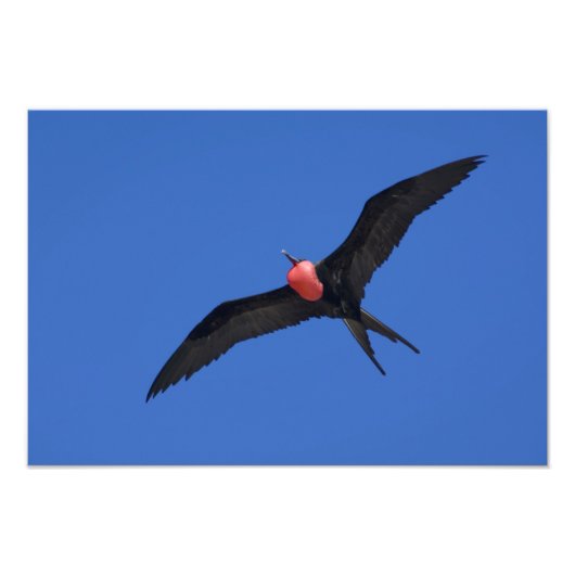 Ecuador, Galapagos. Genovesa-eiland ook bekend als Foto Afdruk (Voorkant)